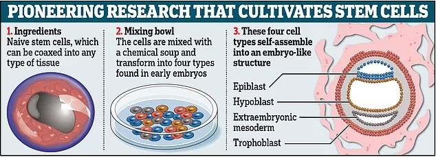 برای اولین بار دانشمندان توانستند در محیط آزمایشگاهی جنین مصنوعی پرورش دهند 14 رشد جنین بدون استفاده از اسپرم و تخمک در محیط آزمایشگاهی برای اولین بار در جهان