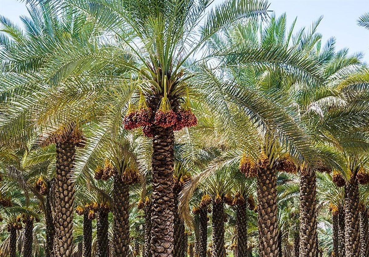 بزرگترین نخلستان «مَجول» کشور در بشاگرد احداث می‌شود