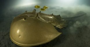 برندگان مسابقه عکاسی حیات وحش سال ۲۰۲۳ اعلام شدند