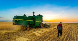 خرید تضمینی گندم 44 درصد افزایش یافته است