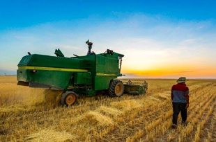 خرید تضمینی گندم 44 درصد افزایش یافته است