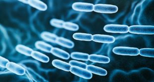 دانشمندان دو نوع پروبیوتیک را برای درمان بیماری پرفشاری خون کشف کردند