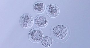 محققان ژاپنی برای اولین‌بار توانستند جنین موش را در فضا پرورش دهند