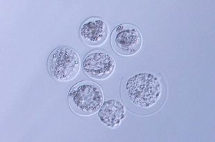 محققان ژاپنی برای اولین‌بار توانستند جنین موش را در فضا پرورش دهند