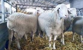 موجودی دام سبک کشور ۶۰ میلیون راس است