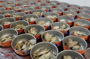 نباید ماهی تن در بازار کنسرو شود/سیستان و بلوچستان بیش از ۷۰ درصد صید ماهی تن را کشور دارد