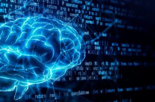 کبوترها و هوش مصنوعی روش یکسانی برای حل مشکلات دارند