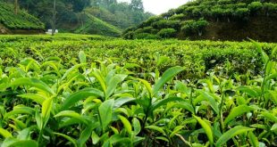 ۵۷ درصد مطالبات چایکاران کشور پرداخت شد