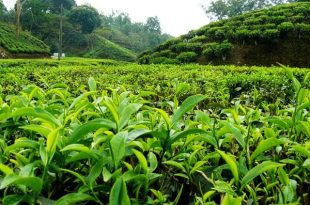 ۵۷ درصد مطالبات چایکاران کشور پرداخت شد