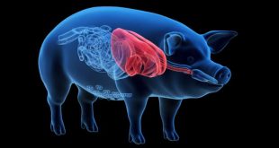 دومین بیمار دریافت‌کننده قلب خوک به‌دلیل نارسایی قلبی درگذشت