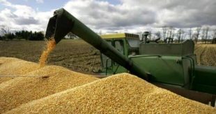 کشور در در تامین گندم خبازی خودکفا شده است