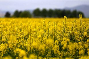 مطالبات کلزاکاران کشور تسویه شد