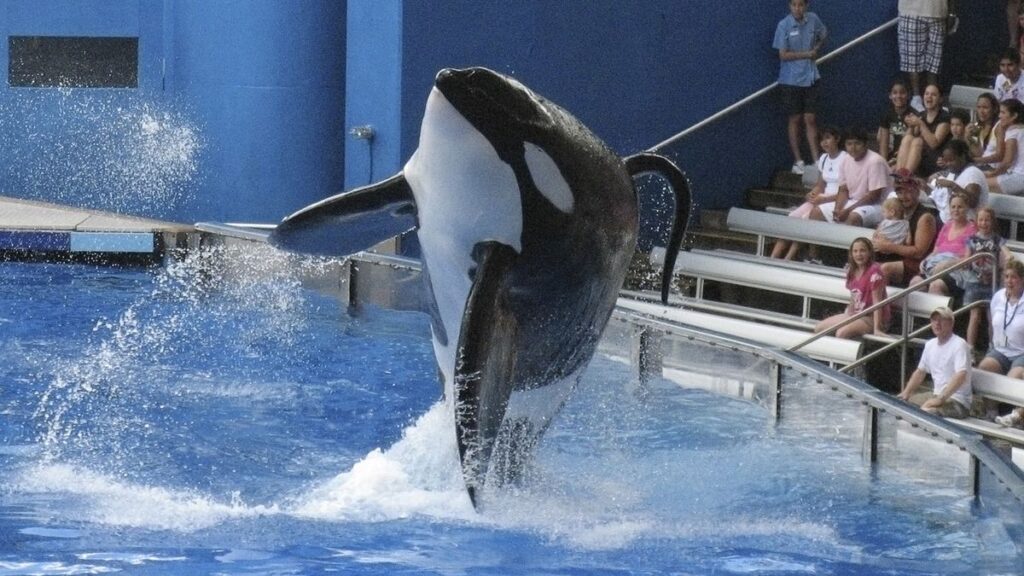 Blackfish