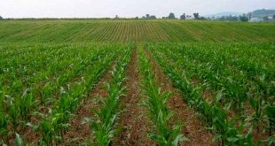 تغییر کاربری زمین‌های زراغی و باغی چالش جدی برای بخش کشاورزی است