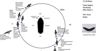دانشمندان برای اولین‌بار با نهنگ صحبت کردند؛ تمرینی برای ارتباط با فرازمینی‌ها