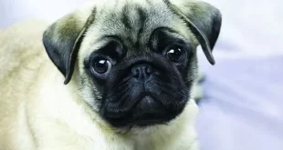 دانشمندان می‌خواستند بررسی کنند که آیا سگ‌های صورت تخت، که از مشکلات تنفسی رنج می‌برند، متفاوت از سگ‌های دیگر می‌خوابند یا خیر.