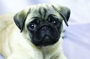 دانشمندان می‌خواستند بررسی کنند که آیا سگ‌های صورت تخت، که از مشکلات تنفسی رنج می‌برند، متفاوت از سگ‌های دیگر می‌خوابند یا خیر.