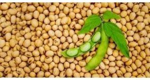 هیچ مشکلی در کنجاله سویا نداریم