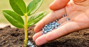 اصلاح بذر‌ها تا سه برابر تولید محصولات را افزایش می‌دهد/باید در تولید کود و سموم به روز شویم