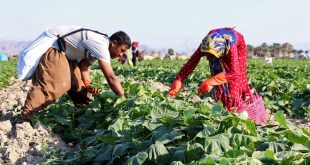 حمایت بانک کشاورزی از کشاورزان سیستان و بلوچستان