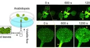گفتگوی گیاهان