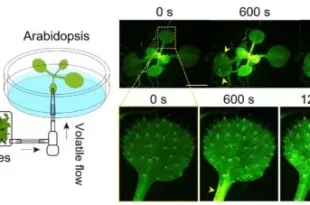 گفتگوی گیاهان