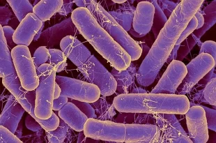 ابلیسک‌ در بدن