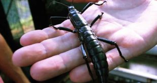 خرچنگ درختی