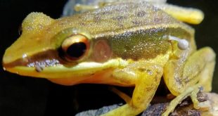 رشد قارچ روی بدن قورباغه