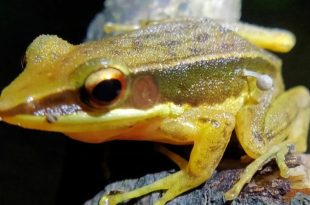 رشد قارچ روی بدن قورباغه