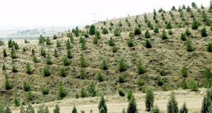 یک میلیارد نهال در کشور کاشته می‌شود