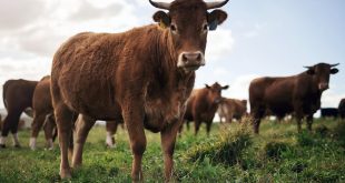 اولین گاو تراریخته که در شیر خود انسولین انسانی دارد