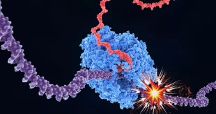 ارتباط طول ژن و پیری