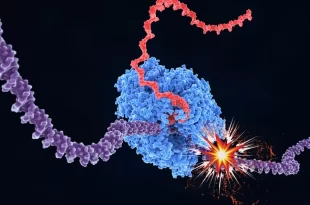 ارتباط طول ژن و پیری