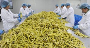 بامبو به اندازه شیر گاو دارای مقادیر بالای پروتئین و مواد مغذی است