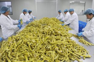 بامبو به اندازه شیر گاو دارای مقادیر بالای پروتئین و مواد مغذی است