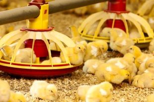 جوجه‌ریزی بهمن ماه به ۱۵۲ میلیون قطعه رسید