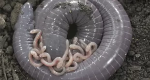 شناسایی یک دوزیست که به بچه‌هایش شیر می‌دهد