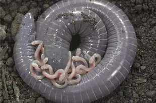 شناسایی یک دوزیست که به بچه‌هایش شیر می‌دهد