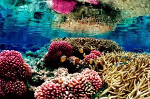 نور ماه روی اکوسیستم‌ صخره‌های مرجانی تأثیر عجیبی می‌گذارد