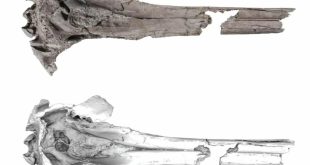 فسیل جمجمه دلفین باستانی آب شیرین