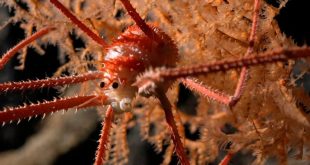 خرچنگ اسکات