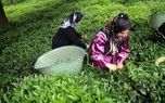 نرخ جدید برگ سبز چای اعلام شد
