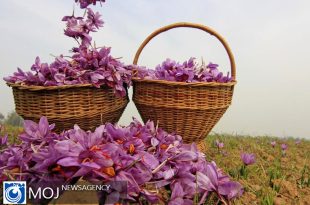 وقتی زعفران بورسی شد