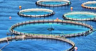 توسعه طرح‌های اقتصادی در سواحل انجام می‌گیرد