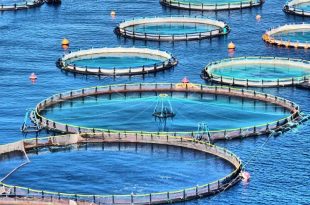 توسعه طرح‌های اقتصادی در سواحل انجام می‌گیرد