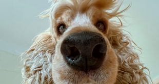 تصاویر برتر مسابقه عکاسی کمدی از حیوانات خانگی 2024 مشخص شدند