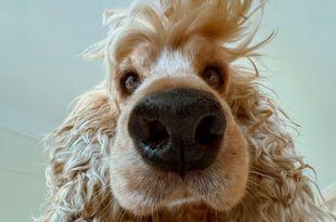 تصاویر برتر مسابقه عکاسی کمدی از حیوانات خانگی 2024 مشخص شدند