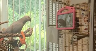 طوطی‌های در قفس ظاهراً از تماس تصویری با دیگر طوطی‌ها لذت می‌برند