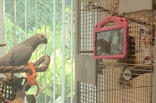 طوطی‌های در قفس ظاهراً از تماس تصویری با دیگر طوطی‌ها لذت می‌برند